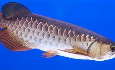 如何讓銀龍魚又白又亮又好看（如何讓銀龍魚看起來又白又亮又好看）