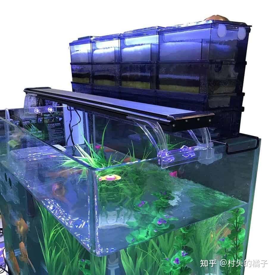 如何讓銀龍魚又白又亮又好看（如何讓銀龍魚看起來又白又亮又好看）