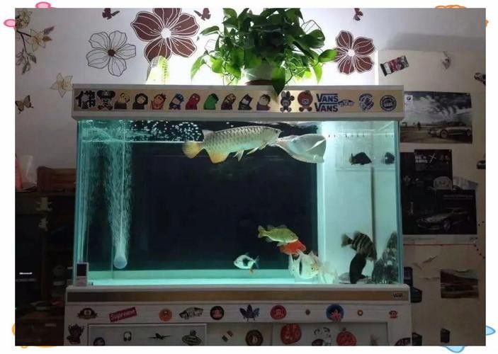 混養龍魚時，如何減少沖突？