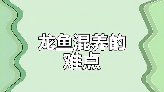 混養龍魚時，如何減少沖突？