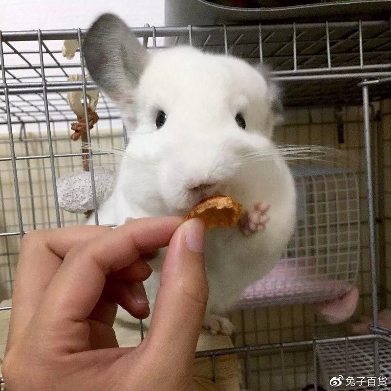龍貓牙齒正常長度是多少？