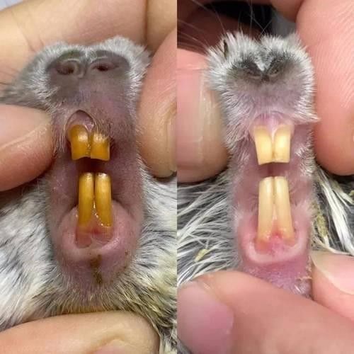 龍貓牙齒正常長度是多少？