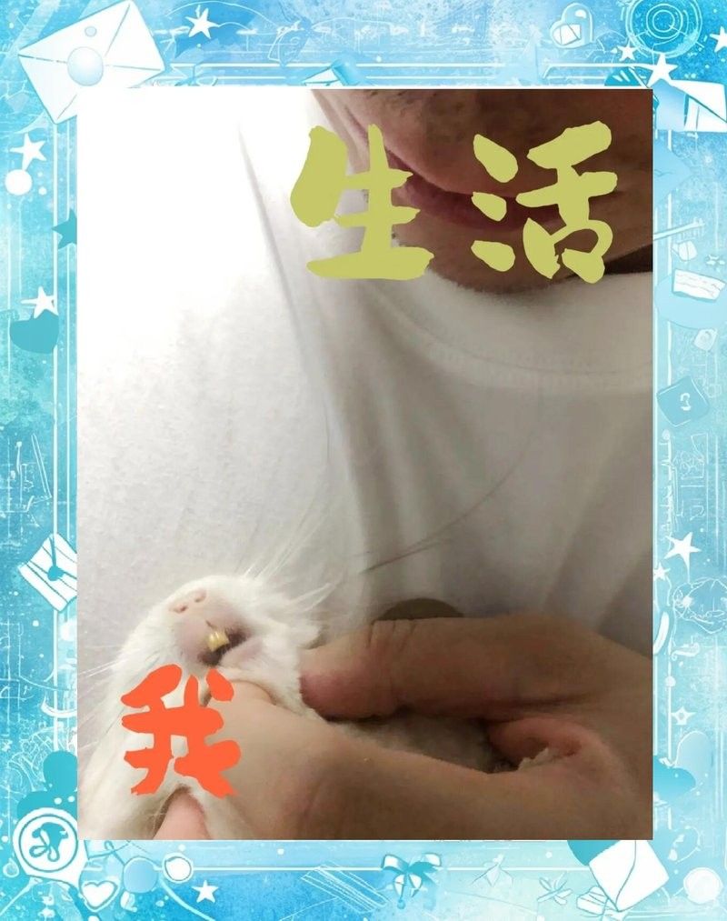 龍貓牙齒正常長度是多少？