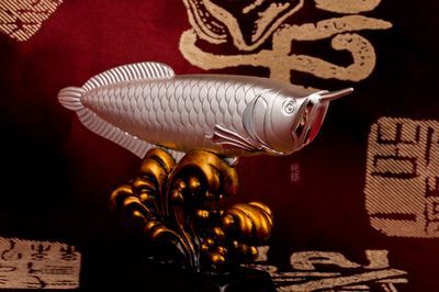招財龍魚圖片：如何在家中飼養(yǎng)招財龍魚以吸引財運