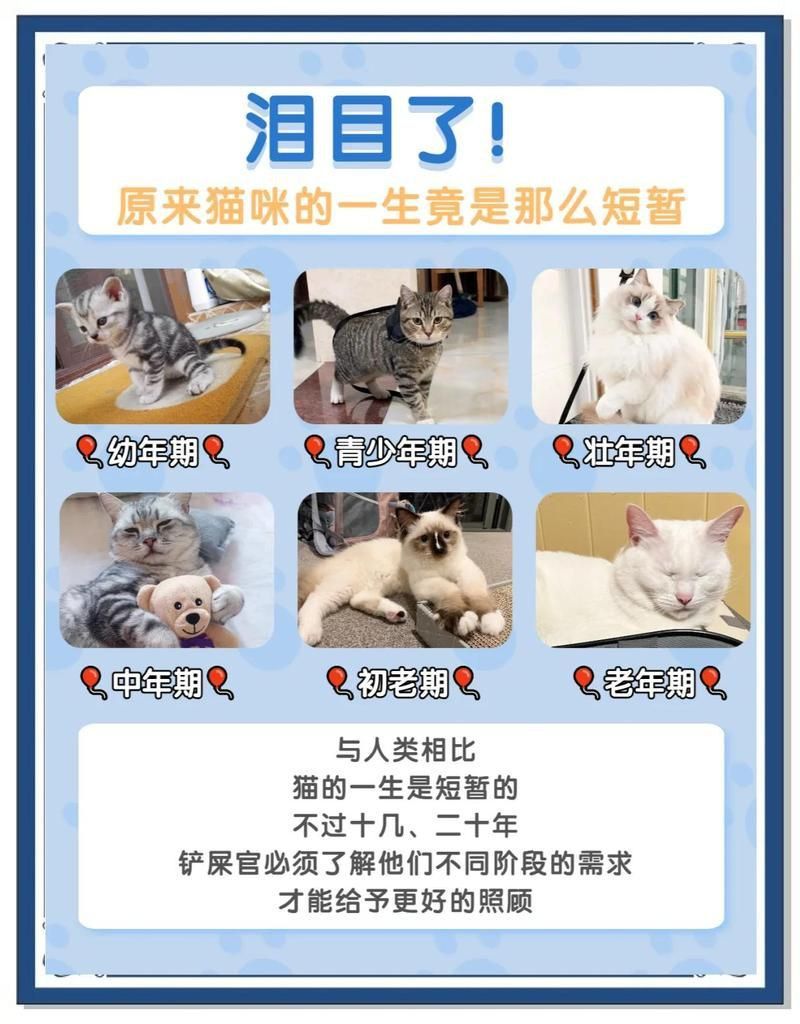 金點(diǎn)貓從小到大的變化 金點(diǎn)貓從小到大的變化 龍魚(yú)百科 第11張