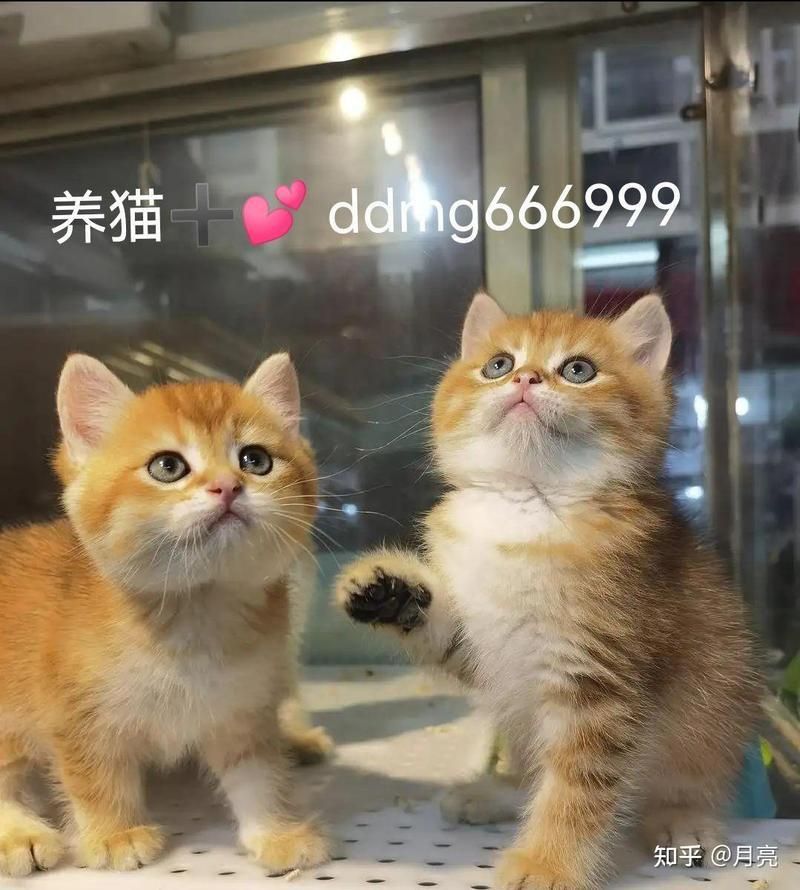 金點(diǎn)貓從小到大的變化 金點(diǎn)貓從小到大的變化 龍魚(yú)百科 第15張