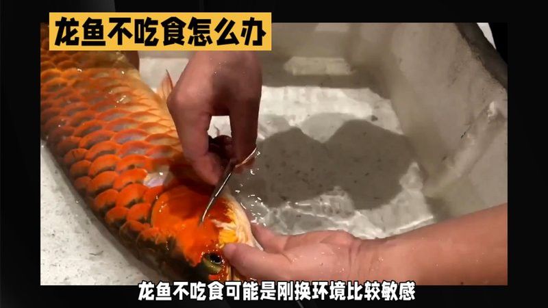 如何判斷龍魚是否卡食？