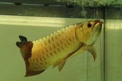 小金頭龍魚的價(jià)格可以根據(jù)其尺寸和品相有所不同的不同：小金頭龍魚的價(jià)格