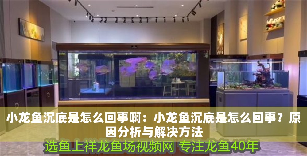 小龍魚沉底是怎么回事啊：小龍魚沉底是怎么回事？原因分析與解決方法