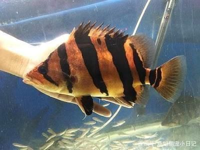龍魚幼苗掛蛋苗什么意思：龍魚幼苗挑選技巧