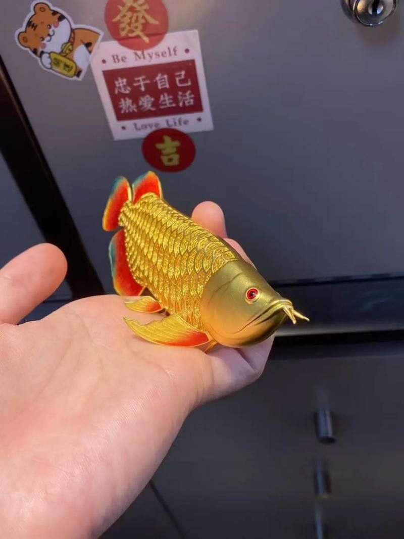 金龍魚渠道分析