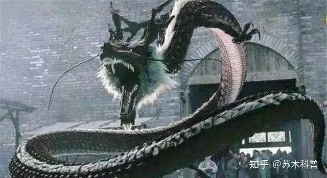 能舉幾個生龍的實例嗎？ 能舉幾個生龍的實例嗎？ 龍魚百科 第1張