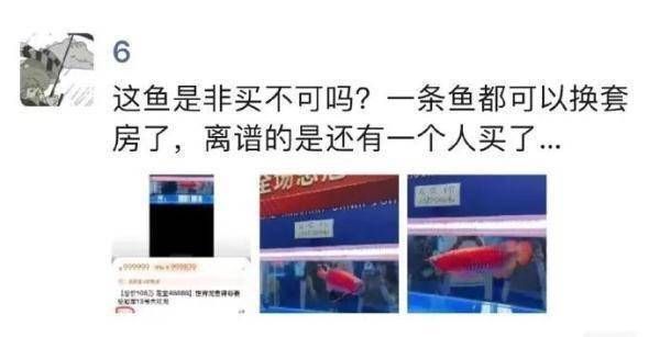 龍魚價值幾百萬是真的嗎嗎：13號魚在世界龍魚錦標賽中獲冠軍