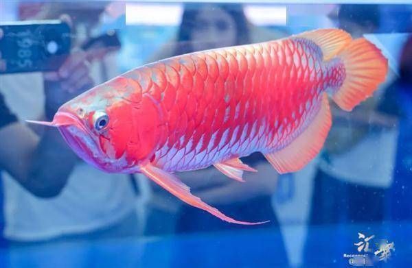 龍魚價值幾百萬是真的嗎嗎：13號魚在世界龍魚錦標賽中獲冠軍