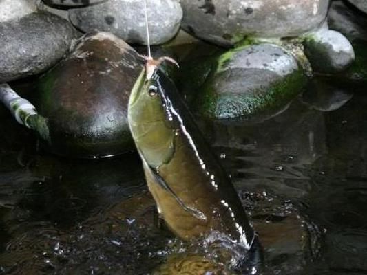 龍魚價值幾百萬是真的嗎嗎：13號魚在世界龍魚錦標賽中獲冠軍