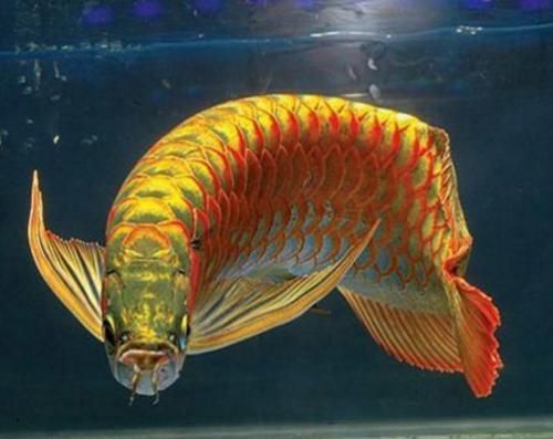 金龍魚一起養的魚叫什么（金龍魚混養水質要求,金龍魚混養疾病預防,金龍魚混養食物選擇）