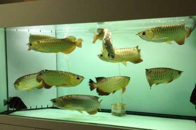 金龍魚一起養的魚叫什么（金龍魚混養水質要求,金龍魚混養疾病預防,金龍魚混養食物選擇）