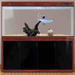 可麗愛魚缸售后服務部電話是多少號（可麗愛魚缸維護保養小技巧如何正確選擇魚缸濾材魚缸水質檢測方法介紹）