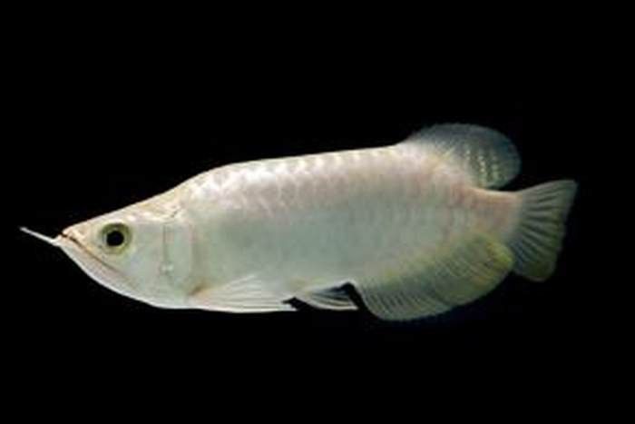 如何區分福龍魚的稀有品種？