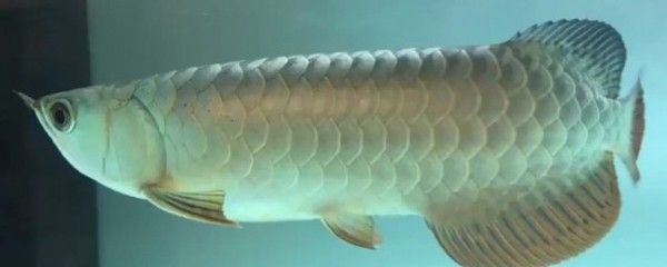 金龍銀龍魚(yú)為什么一直在水面上游【金龍銀龍魚(yú)一直在水面上游是否是疾病的表現(xiàn)金龍銀龍魚(yú)在水面上游】
