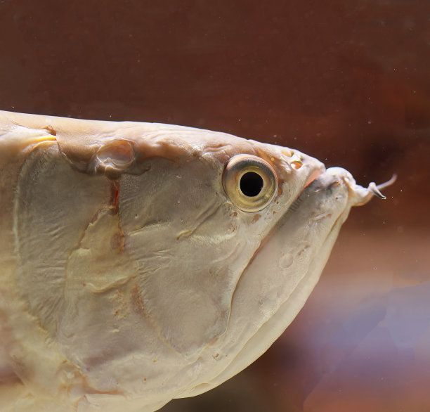 金龍銀龍魚(yú)為什么一直在水面上游【金龍銀龍魚(yú)一直在水面上游是否是疾病的表現(xiàn)金龍銀龍魚(yú)在水面上游】