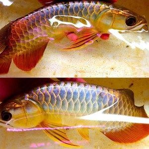 金龍銀龍魚(yú)為什么一直在水面上游【金龍銀龍魚(yú)一直在水面上游是否是疾病的表現(xiàn)金龍銀龍魚(yú)在水面上游】