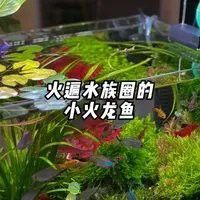 火龍魚好養活嗎