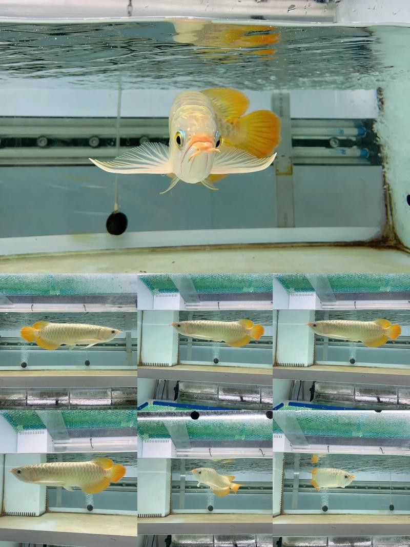 如何挑選小紅龍魚幼苗圖片欣賞