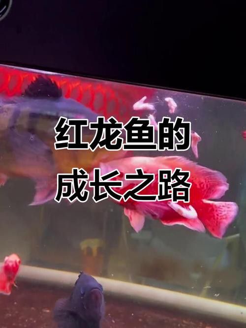 如何挑選小紅龍魚幼苗圖片欣賞