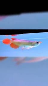 如何挑選小紅龍魚幼苗圖片欣賞