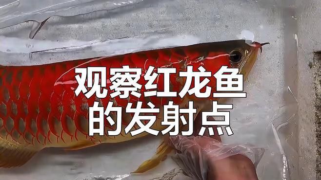 如何挑選小紅龍魚幼苗圖片欣賞