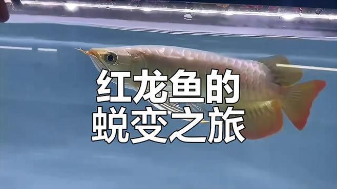 如何挑選小紅龍魚幼苗圖片欣賞