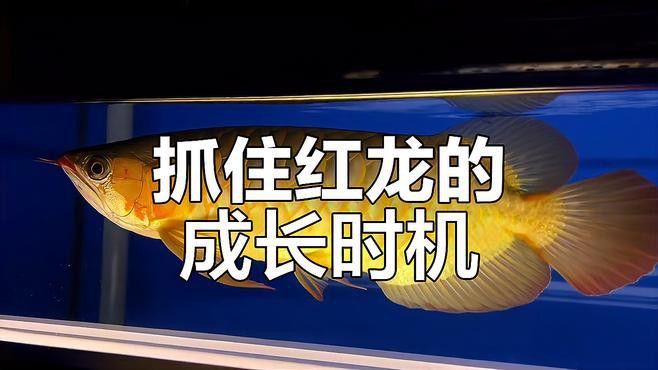 如何挑選小紅龍魚幼苗圖片欣賞