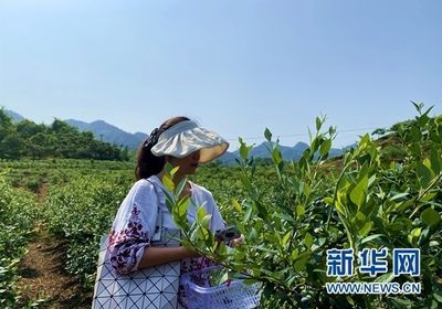龍魚嘴撞破了怎么處理：當龍魚的嘴巴撞破時，處理方法會根據具體情況有所不同