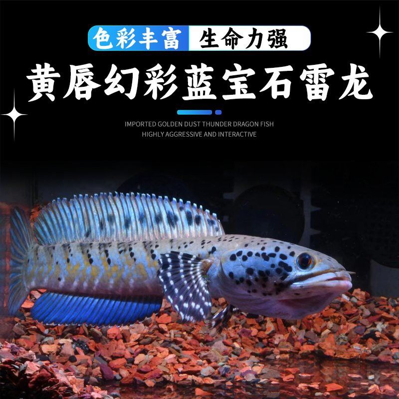 推薦幾家信譽良好的雷龍魚供應商