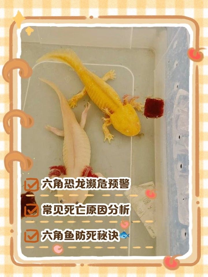 龍魚身體潰爛多久會(huì)死？