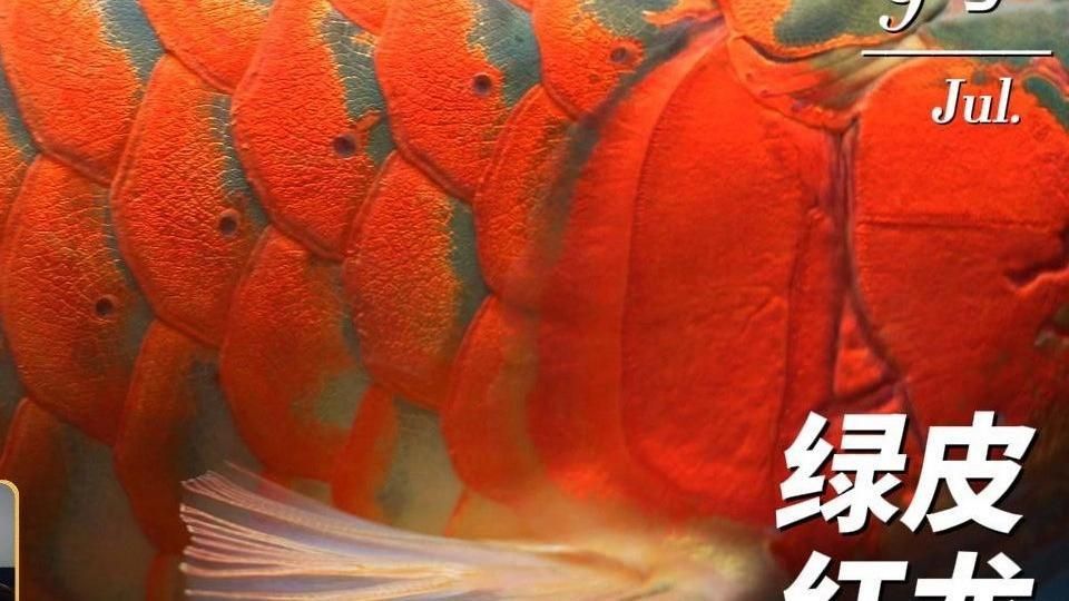 綠皮紅龍魚 綠皮紅龍魚 龍魚百科 第1張