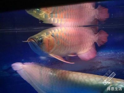 七彩龍魚的飼養方法：七彩雷龍魚的最大體長一般不會超過20厘米