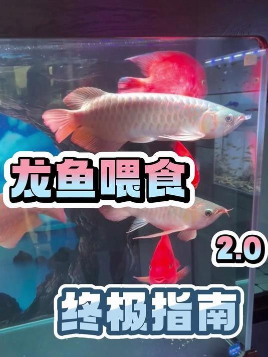 龍魚沉底后如何喂食？