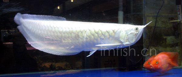 紅龍魚的圖片大全高清（紅龍魚的圖片大全高清圖）