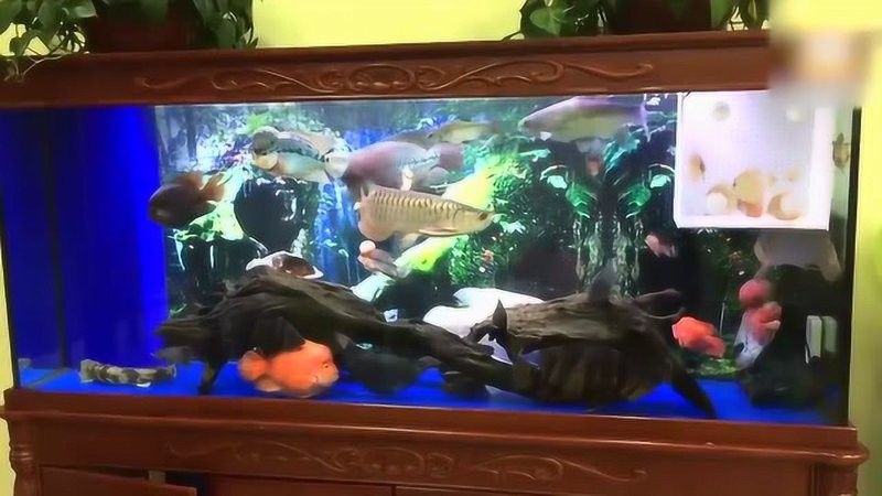 高背金龍魚視頻大全圖片 高背金龍魚視頻大全圖片 龍魚百科 第26張