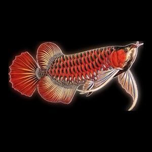 高背金龍魚視頻大全圖片 高背金龍魚視頻大全圖片 龍魚百科 第25張