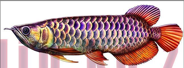 龍魚去眼：龍魚去眼是什么