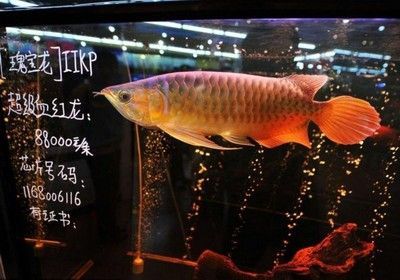 60公分龍魚一次吃十多條小魚正常嗎：60公分的成年龍魚一次吃20多條小魚是否會撐死