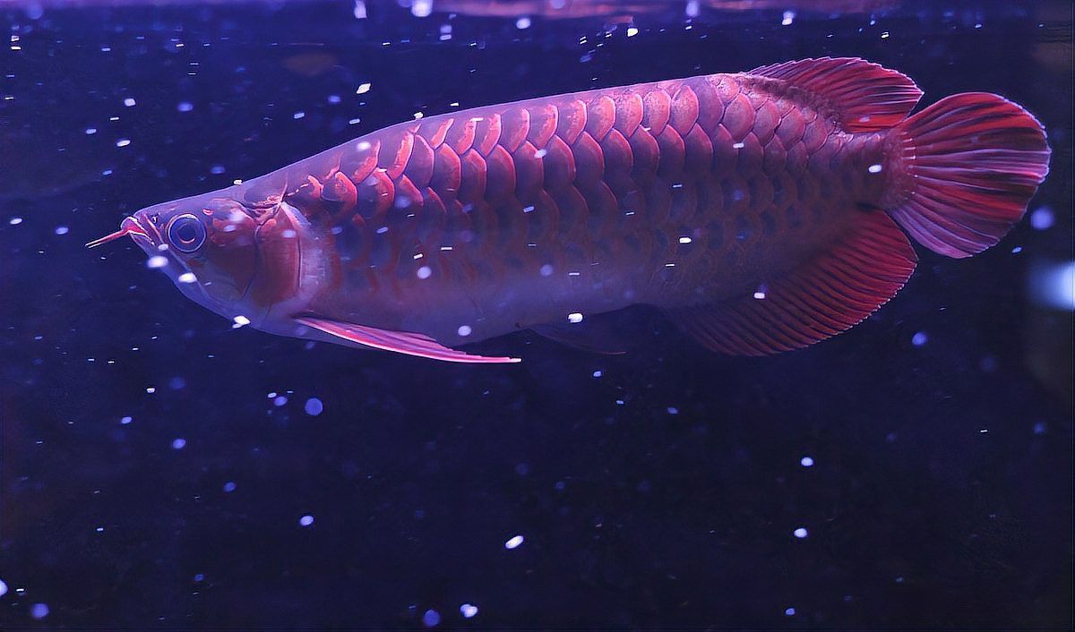 紅龍魚能活幾年壽命