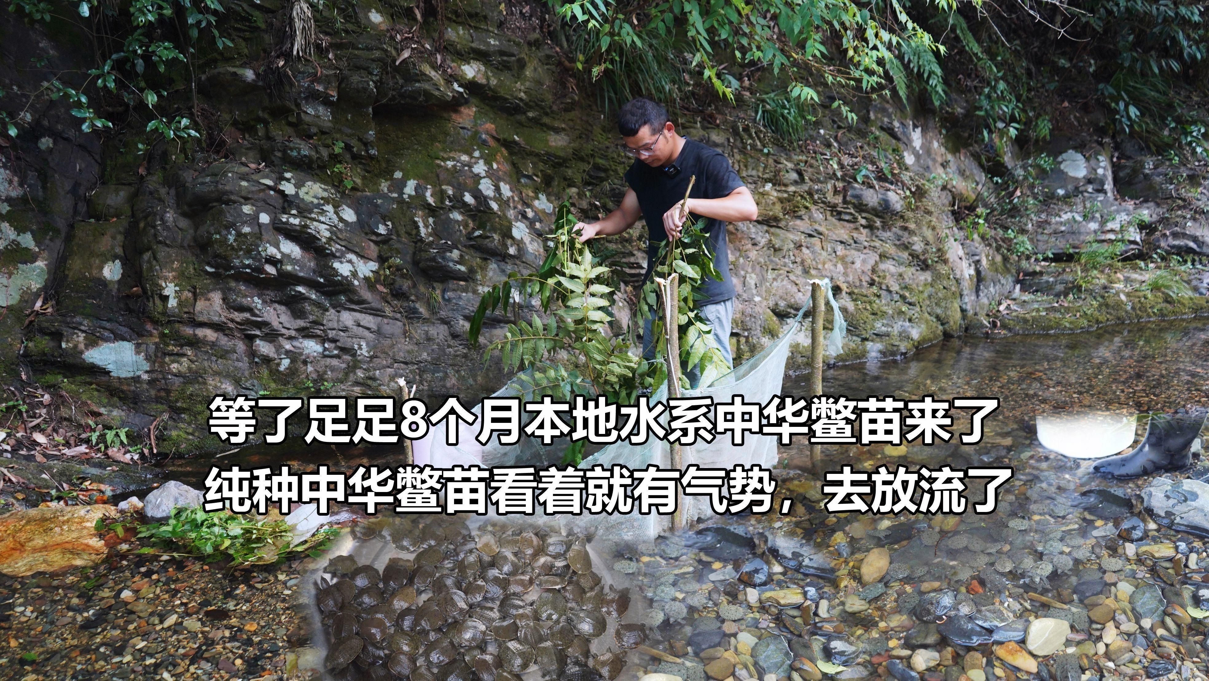如何安全地家庭飼養(yǎng)鱉？