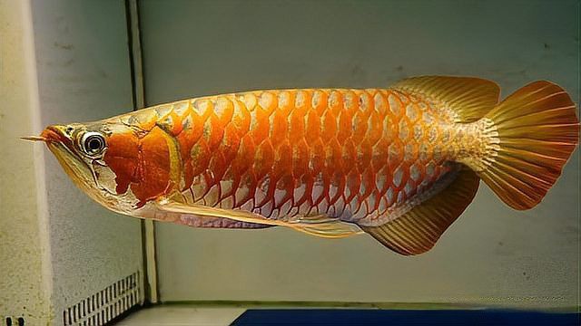 蝴蝶鯉魚能和龍魚混養嗎