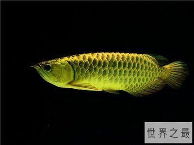 金龍魚鱗片上附著白色絮狀物圖片【金龍魚鱗片上附著白色絮狀物】