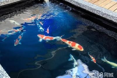 紅龍魚缸的最佳水位（紅龍魚缸水位多少合適）