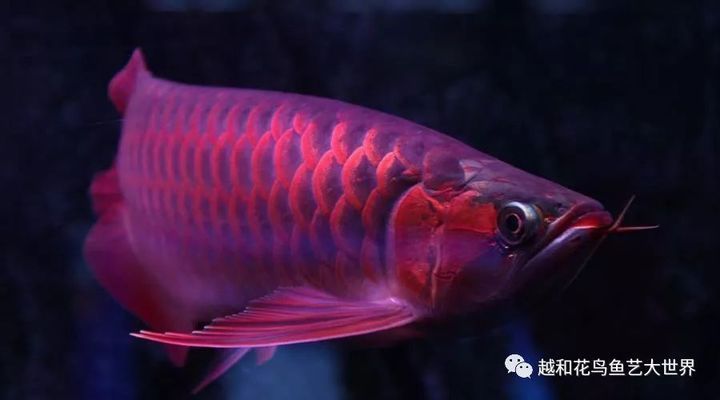橙紅龍魚圖：橙紅龍魚圖是一種極具觀賞價值、文化價值和收藏價值的觀賞魚品種